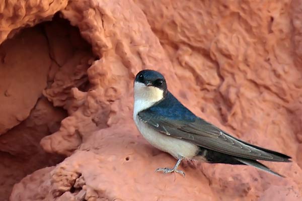 Golondrina Barranquera