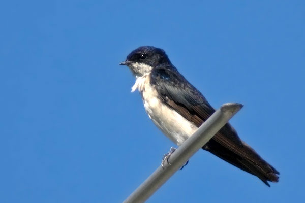 Golondrina Barranquera