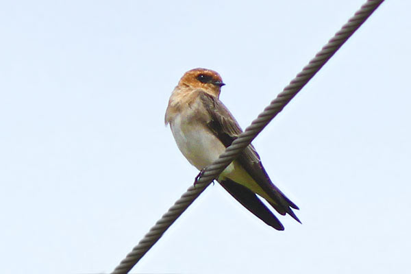 Golondrina Cabeza Rojiza