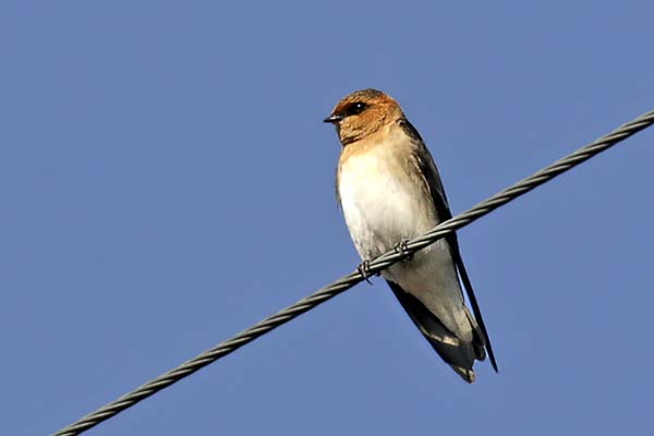 Golondrina Cabeza Rojiza