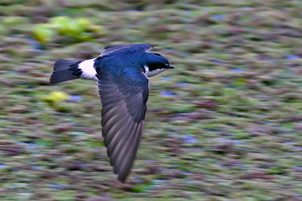 Golondrina Ceja Blanca