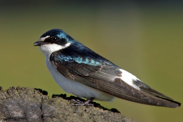 Golondrina Ceja Blanca