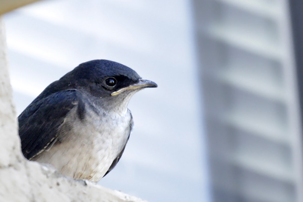 Golondrina Doméstica