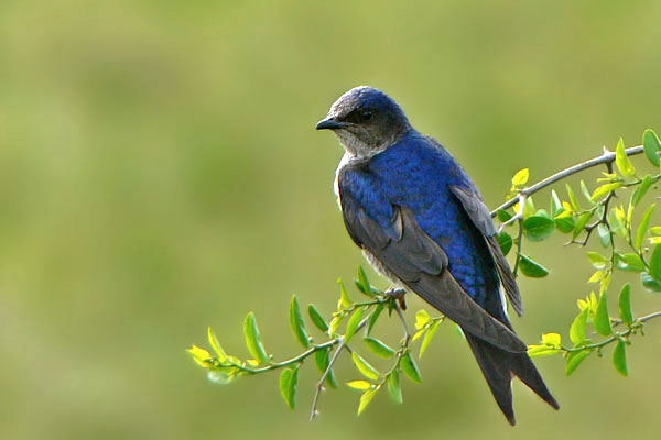 Golondrina Doméstica