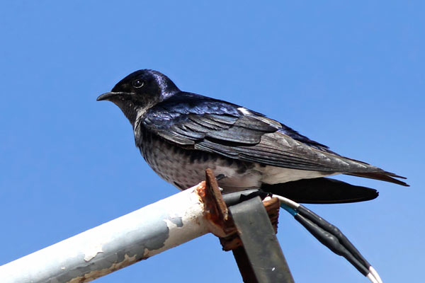 Golondrina Doméstica