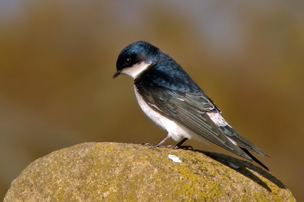 Golondrina Patagónica