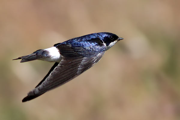 Golondrina Patagónica