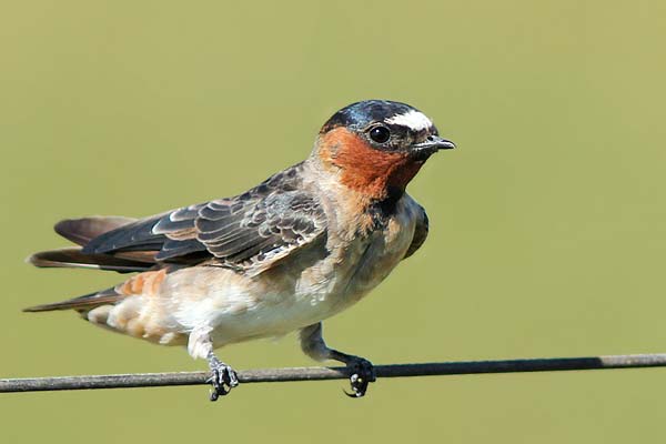 Golondrina Rabadilla Canela