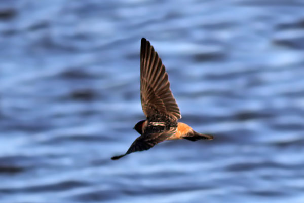 Golondrina Rabadilla Canela