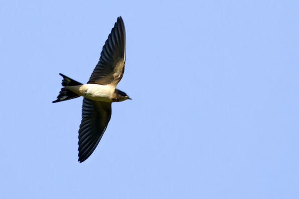 Golondrina Tijerita