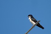 Golondrina Barranquera