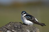Golondrina Ceja Blanca