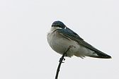 Golondrina Ceja Blanca