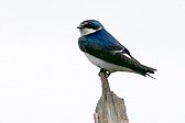 Golondrina Ceja Blanca