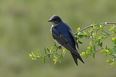 Golondrina Doméstica