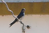 Golondrina Doméstica