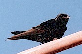 Golondrina Negra