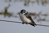 Golondrina Ceja Blanca