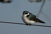 Golondrina Ceja Blanca