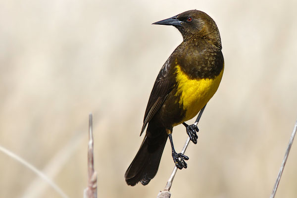 Pecho Amarillo Común