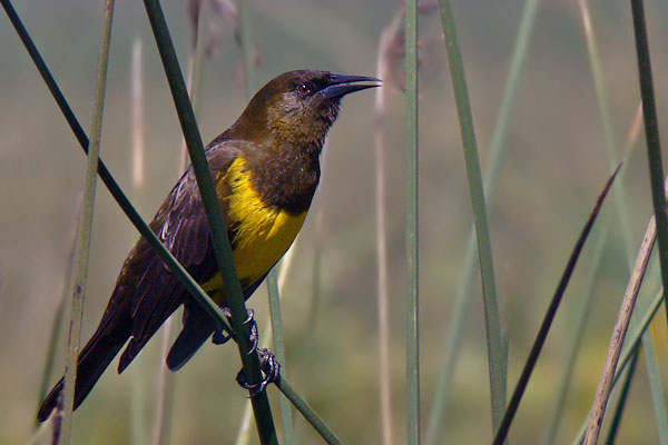 Pecho Amarillo Común
