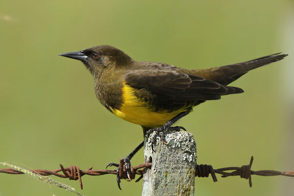 Pecho Amarillo Común