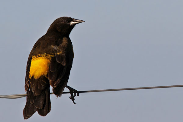 Pecho Amarillo Grande