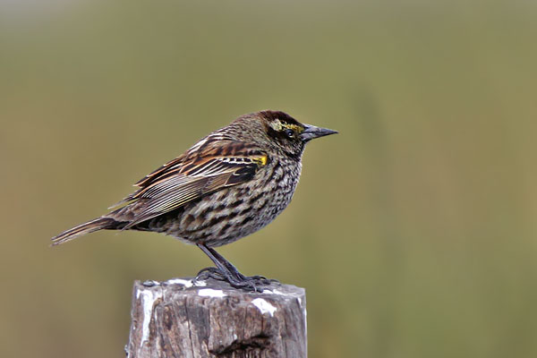 Varillero Ala Amarilla
