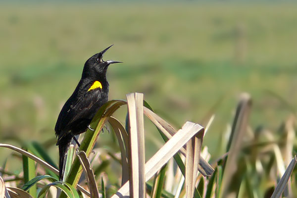 Varillero Ala Amarilla