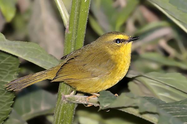 Arañero Ceja Amarilla