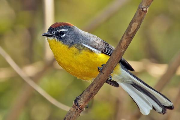 Arañero Corona Rojiza