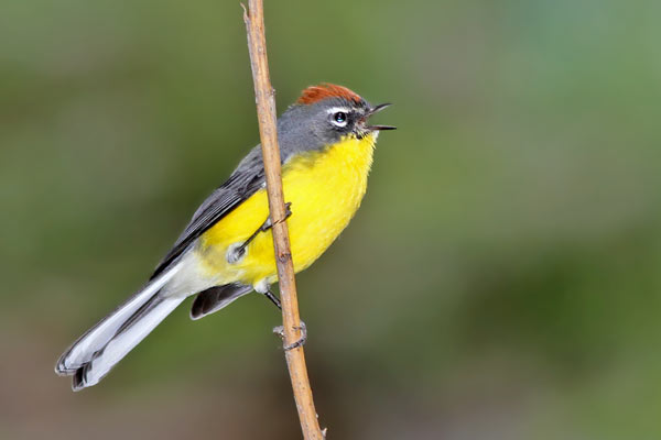 Arañero Corona Rojiza