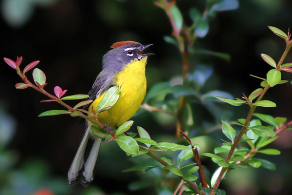 Arañero Corona Rojiza