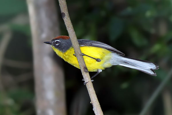 Arañero Corona Rojiza