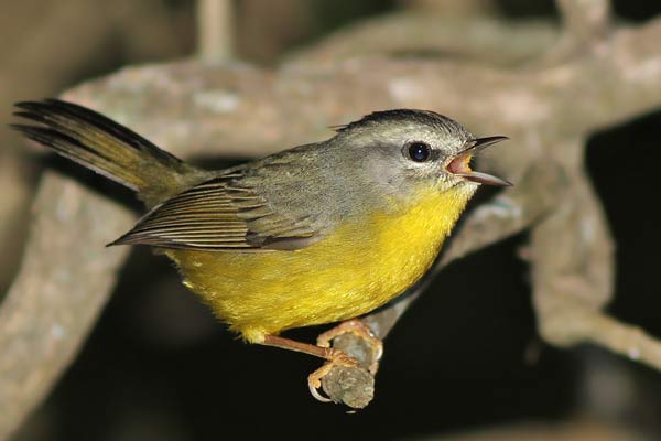 Arañero Coronado Chico