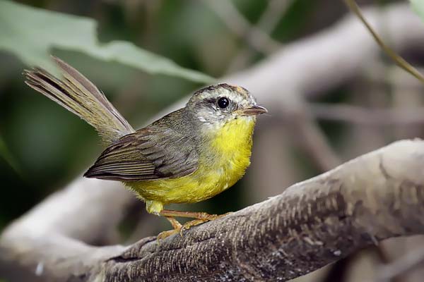 Arañero Coronado Chico