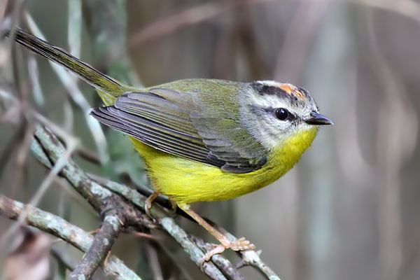 Arañero Coronado Chico