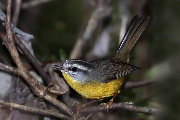 Arañero Coronado Chico