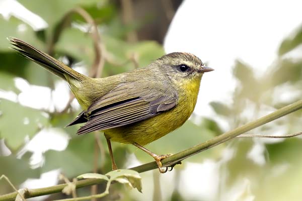 Arañero Coronado Chico