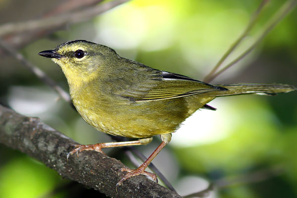 Arañero Coronado Grande