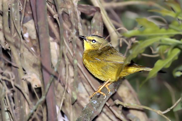 Arañero Coronado Grande