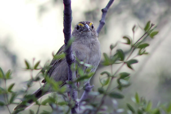Cachilo Ceja Amarilla