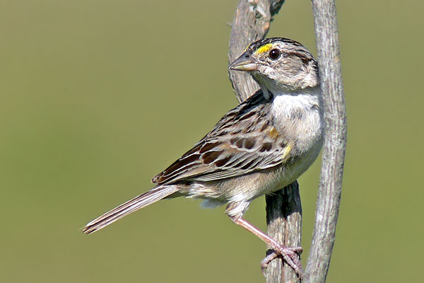 Cachilo Ceja Amarilla