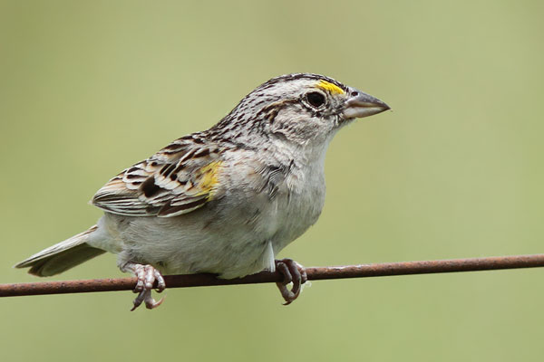 Cachilo Ceja Amarilla