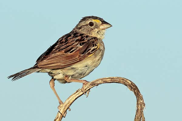 Cachilo Ceja Amarilla