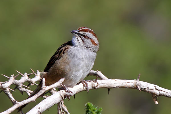 Cachilo Corona Castaña