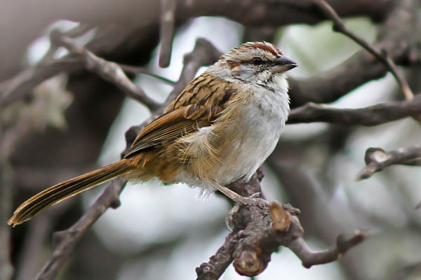 Cachilo Corona Castaña