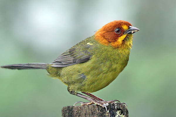 Cerquero Cabeza Castaña