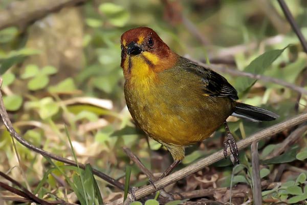 Cerquero Cabeza Castaña