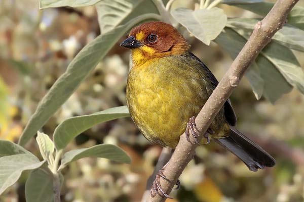 Cerquero Cabeza Castaña